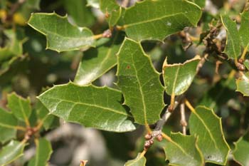 Coscoja / carrasca - Hoja (Quercus coccifera)