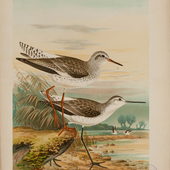 IES_CARDENALCISNEROS_AVES_LAMINAS_024