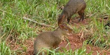 Capíbaras, Argentina