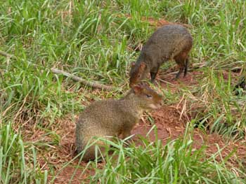 Capíbaras, Argentina