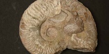 Pseudolillia sp. (Ammonites) Jurásico