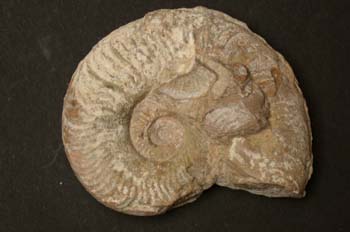 Pseudolillia sp. (Ammonites) Jurásico