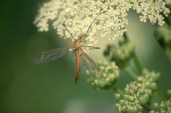 Típula (Tipula oleracea)