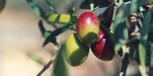 Olivo - Fruto (Olea europaea)