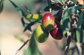 Olivo - Fruto (Olea europaea)