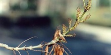Fresno de hoja estrecha - Flor (Fraxinus angustifolia)