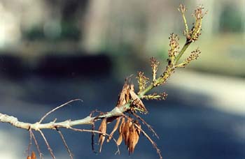 Fresno de hoja estrecha - Flor (Fraxinus angustifolia)