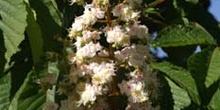 Castaño de Indias - Flor (Aesculus hippocastanum)