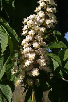 Castaño de Indias - Flor (Aesculus hippocastanum)