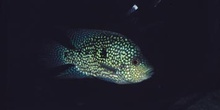 Texas (Cichlasoma cyanoguttatum)