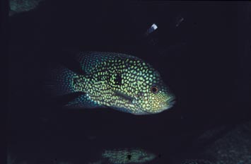 Texas (Cichlasoma cyanoguttatum)