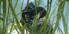 Caballito de mar (Hippocampus sp)