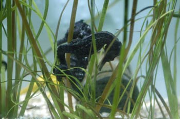 Caballito de mar (Hippocampus sp)