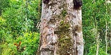 Tumba en árbol para recién nacidos, Sulawesi, Indonesia