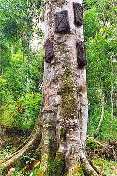 Tumba en árbol para recién nacidos, Sulawesi, Indonesia