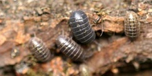 Cochinilla (Armadillidium opacum)