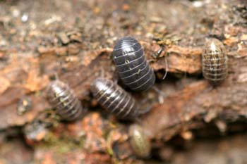 Cochinilla (Armadillidium opacum)