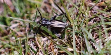 Longicornio zapador (Dorcadion perezi)