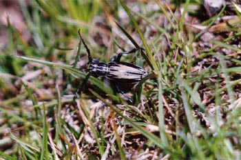 Longicornio zapador (Dorcadion perezi)