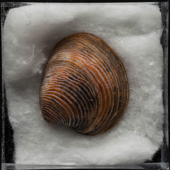 IES_ISABELLACATOLICA_BIOLOGIA_406