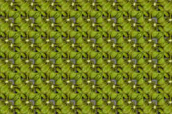 Repetición del detalle de las semillas