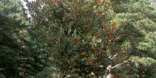 Acebo - Porte (Ilex aquifolium)