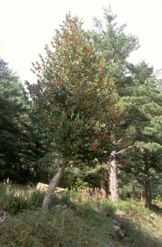 Acebo - Porte (Ilex aquifolium)
