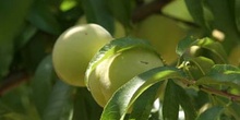 Melocotonero - Fruto (Prunus persica)