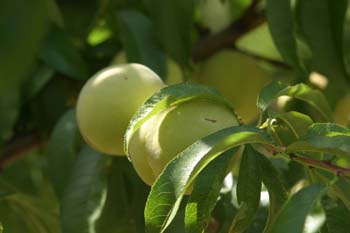 Melocotonero - Fruto (Prunus persica)