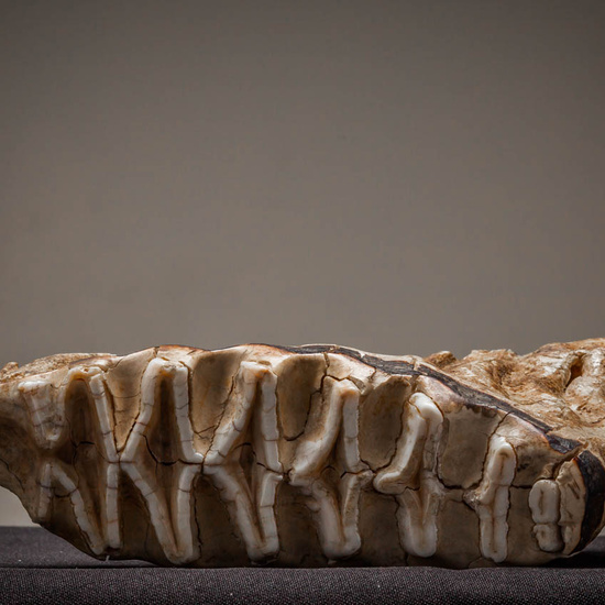 IES_ISABELLACATOLICA_BIOLOGIA_225