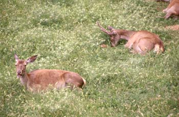 Ciervo común (Cervus elaphus)