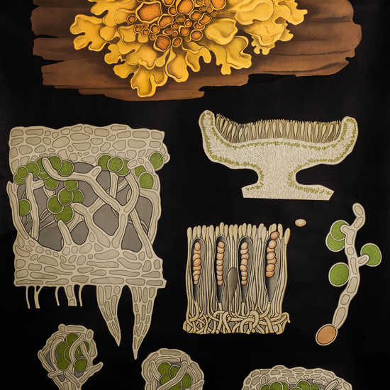 IES_LOPEDEVEGA_CIENCIASNATURALES_048