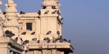 Paloma bravía o común (Columba livia)