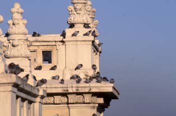 Paloma bravía o común (Columba livia)