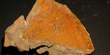 Araneograptus murrye (Graptolito) Ordovícico