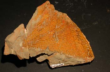 Araneograptus murrye (Graptolito) Ordovícico