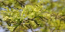 Acacia de tres espinas - Flor (Gleditsia triacanthos)