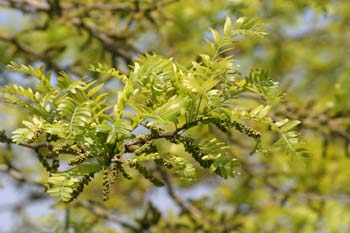 Acacia de tres espinas - Flor (Gleditsia triacanthos)