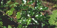 Acebo - Hoja (Ilex aquifolium)
