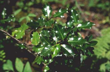 Acebo - Hoja (Ilex aquifolium)