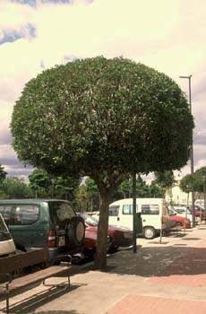 Aligustre - Porte (Ligustrum sp.)