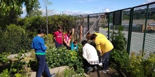 2019_05_06_Quinto en el huerto en mayo_CEIP FDLR_Las Rozas 10