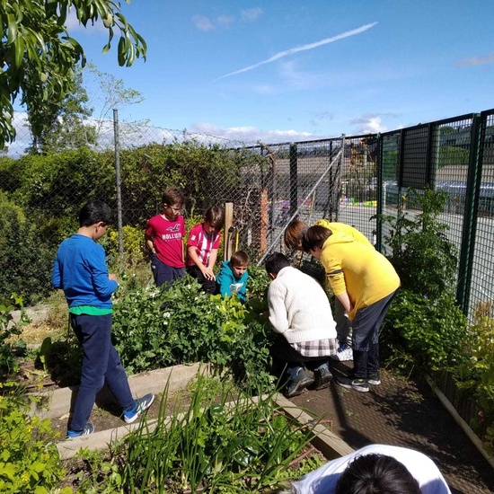 2019_05_06_Quinto en el huerto en mayo_CEIP FDLR_Las Rozas 10