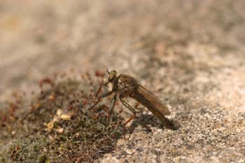 Mosca cazadora (Pamponerus germanicus)