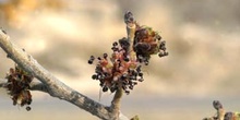 Olmo montano - Flores (Ulmus glabra)