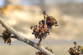 Olmo montano - Flores (Ulmus glabra)