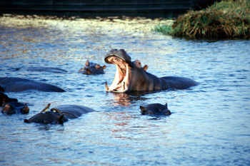 Amenaza de hipopótamo, Botswana