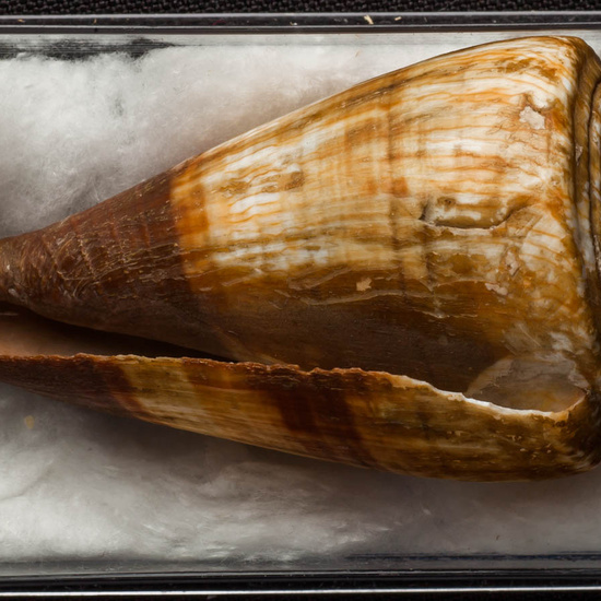 IES_ISABELLACATOLICA_BIOLOGIA_280