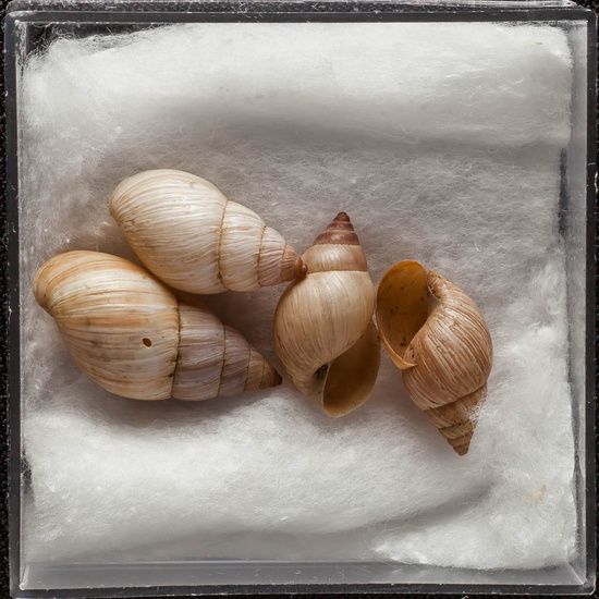 IES_ISABELLACATOLICA_BIOLOGIA_340