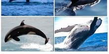 Partes de las ballenas